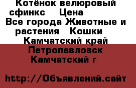 Котёнок велюровый сфинкс. › Цена ­ 15 000 - Все города Животные и растения » Кошки   . Камчатский край,Петропавловск-Камчатский г.